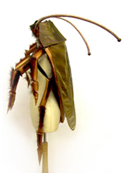 cockroach insect halloween costume maker